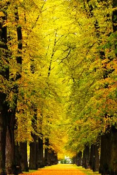 A serene pathway lined with tall trees displaying vibrant autumn foliage. T.. 스톡 사진