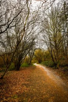 Serene pathway through bare trees in an early winter landscape captured in .. Stock Photos