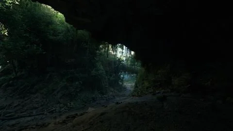 A serene pathway through a lush forest tunnel in New Zealand. mountain path イラスト素材
