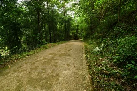 Serene Pathway Through Lush Forest Surrounding Waterfall in Chiang Mai Stock Photos