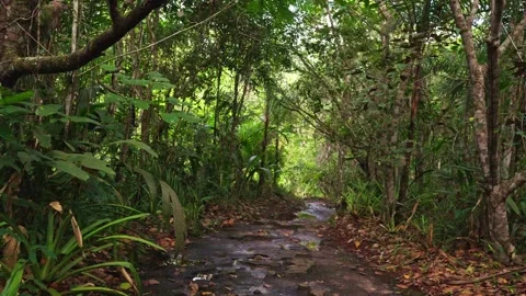 Serene Pathway Through Lush Green Jungle in Guaviare Video stock 336521670
