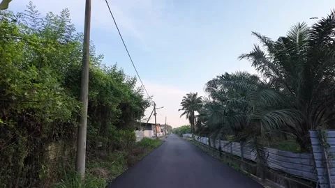Serene Pathway Through Lush Greenery at Dawn in Rural Landscape Видео 332155711