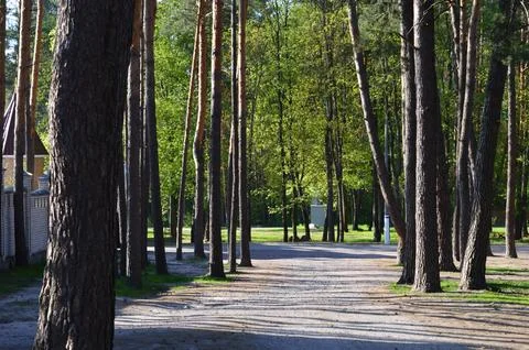 Serene pathway through a lush pine forest on a sunny day in spring Stock Photos