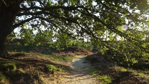 Serene pathway through sunlit forest and heather landscape Stock Footage 292924420