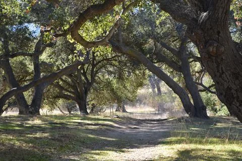 Serene Pathway Through a Sunlit Forest With Majestic Trees Stock Photos