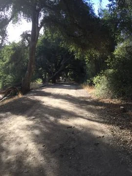Serene Pathway Through a Sunlit Forest on a Peaceful Afternoon Stroll Stock Photos