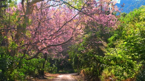 Serene pathway through vibrant blossoming cherry trees in springtime, Stock Footage 280021178