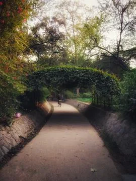 Serene Pathway Under Leafy Arch in Lush Park Setting Foto stock