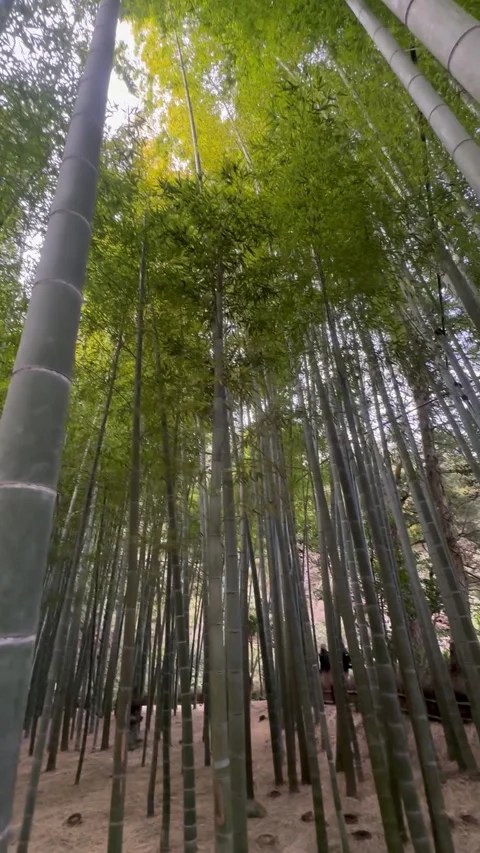 A serene pathway winds through a dense  Arashiyama Bamboo Forest  in Japan Stock Footage 313953606