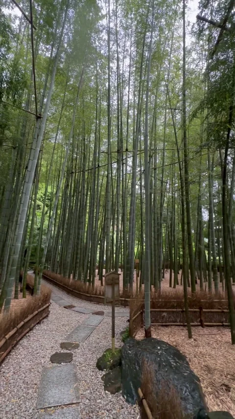 A serene pathway winds through a dense  Arashiyama Bamboo Forest  in Japan Stock Footage 313953809