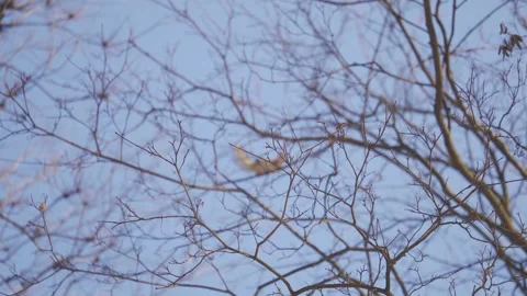 Serene Patterns of Bare Branches Against a Clear Blue Winter Sky, Squirrel | HLG Stock Footage 302839678