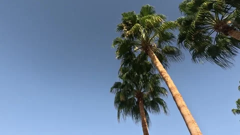 A serene perspective of towering palm trees swaying gently against a clear blue Vídeos de archivo 330187649
