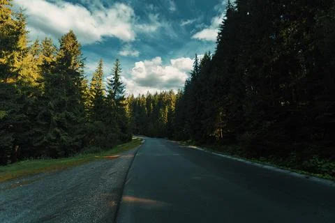 Serene pine forest and winding empty road Stock Photos