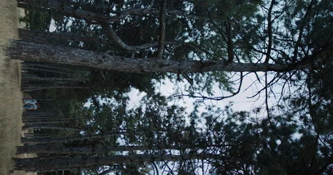 A Serene Pine Forest bathed in the soft light of dusk, evoking a sense of Stock Footage 318519708