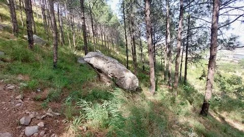Serene Pine Forest Hillside Featuring a Massive Natural Granite Boulder Stock-Fotos