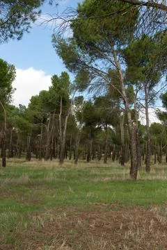 Serene Pine Forest Landscape Stock Photos