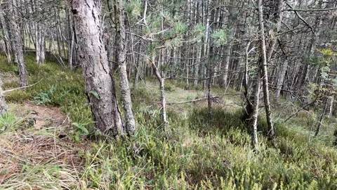 Serene Pine Forest with Lush Greenery Stock Footage 289011773