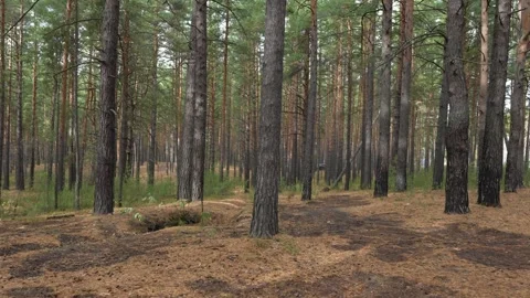 Serene Pine Forest Path Through Tall Trees and Fallen Leaves Stock Footage 347740106