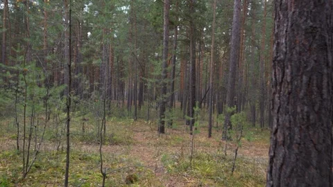 Serene Pine Forest with Tall Trees and Autumn Leaves Stock Footage 347740182