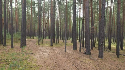 Serene Pine Forest with Tall Trees and Fallen Leaves on Ground Stock Footage 347740673