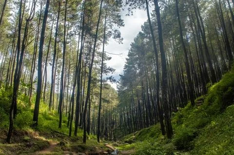A serene pine forest with towering trees and lush green undergrowth, bathed.. Stock Photos