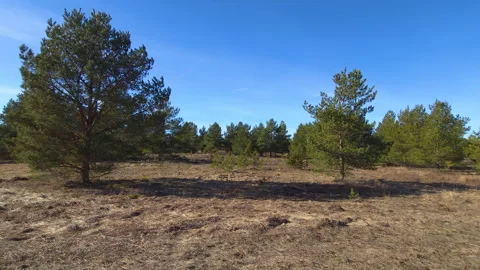 Serene pine forest under blue sky Stock Footage 269975366
