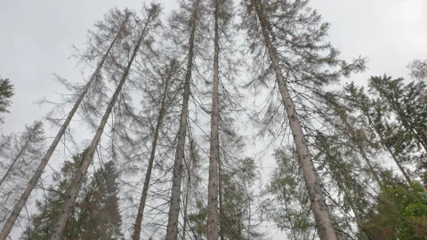 Serene Pine Forest View with Sky Background Stock Footage 263455719