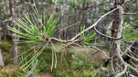 Serene Pine Needles in Nature Stock Footage 288831842