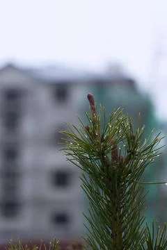 A serene pine sprig captured in sharp focus with a blurred and busy construct Stock Photos