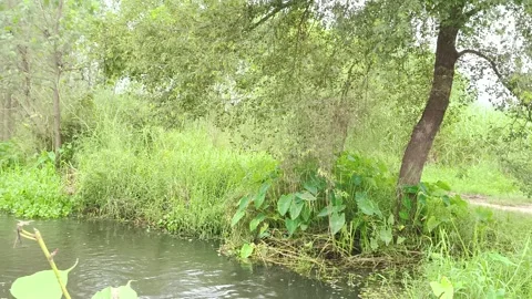 Serene Pond Edge with Tall Trees Stock-Footage 343910078