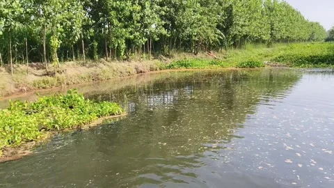 Serene Pond with Fish and Greenery Stock-Footage 340516672