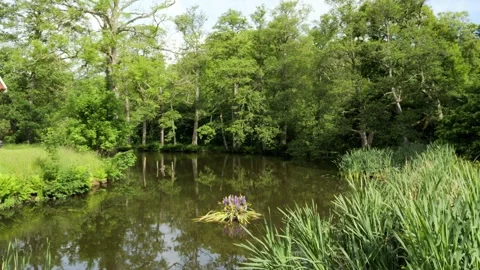 Serene pond with floating flowers surrounded by lush green forest Stock Footage 337737000