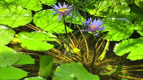 Serene pond Stock Footage 274085221