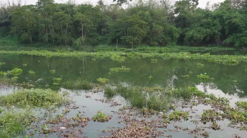 Serene Pond Vidéo 333924797
