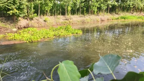 Serene Pond with Green Leaves 库存影片 340517536