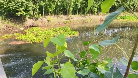Serene Pond with Lush Greenery Stockbeeldmateriaal 340517559