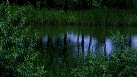 Serene Pond Reflected in Lush Green Waterside Vegetation Stock Footage 301045555