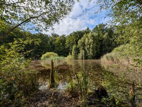 Serene Pond Reflection in the forest Stock Photos