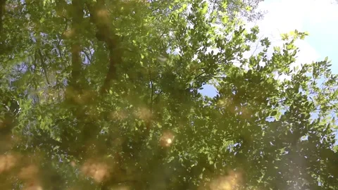 Serene Pond Reflection of Trees, Sky, and Sunlight Filtering Through Leaves Stock Footage 305746001