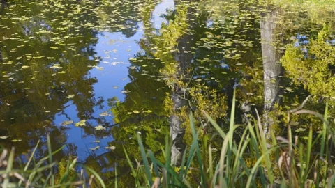 A serene pond with reflections of trees and the sky, covered with scattered Видео 296479948