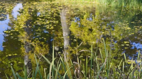 A serene pond with reflections of trees and the sky, covered with scattered Stock Footage 296830107
