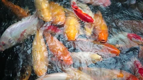 A serene pond scene featuring fish swimming, accompanied by the text "fish in th Video stock 301582333