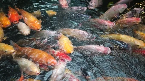 A serene pond scene featuring fish swimming, accompanied by the text "fish in th Video stock 301582337