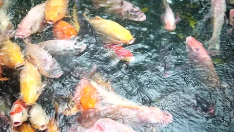 A serene pond scene featuring fish swimming, accompanied by the text "fish in th Video stock 301582338