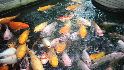A serene pond scene featuring fish swimming, accompanied by the text "fish in th Video stock 301582340