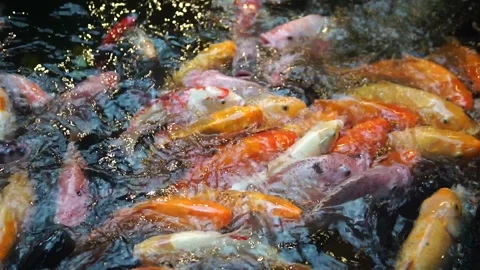 A serene pond scene featuring fish swimming, accompanied by the text "fish in th Video stock 301582341