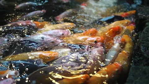 A serene pond scene featuring fish swimming, accompanied by the text "fish in th Video stock 301582342