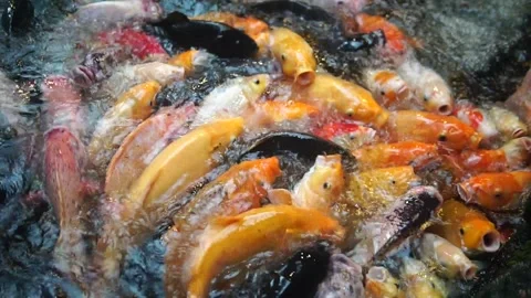 A serene pond scene featuring fish swimming, accompanied by the text "fish in th Video stock 301582348