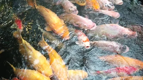 A serene pond scene featuring fish swimming, accompanied by the text "fish in th Video stock 301582349