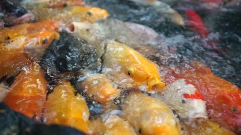 A serene pond scene featuring fish swimming, accompanied by the text "fish in th Video stock 301582354